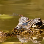 Caiman & Dragonfly