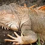 Iguana-9690