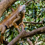 Iguana-9701