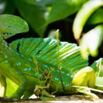 Jesus Christ Lizard