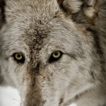 Wolf-0776